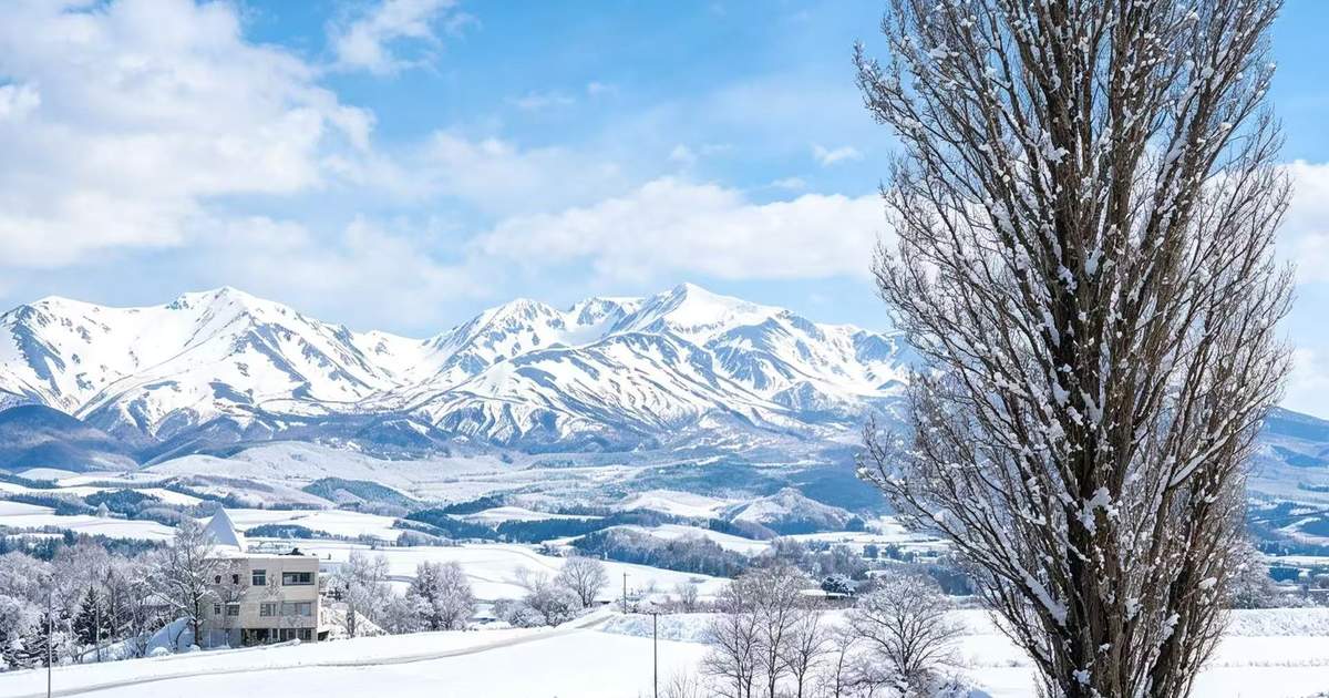 Hokkaido | Asahiyama Zoo & Shikisai no Oka & Biei Christmas Tree
